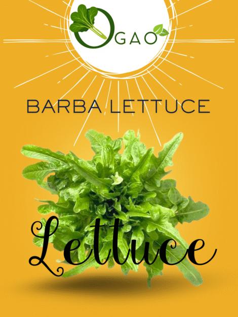 Barba Lettuce Seeds