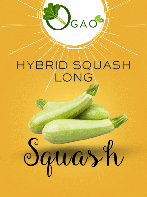 Hybrid Squash Long Seeds