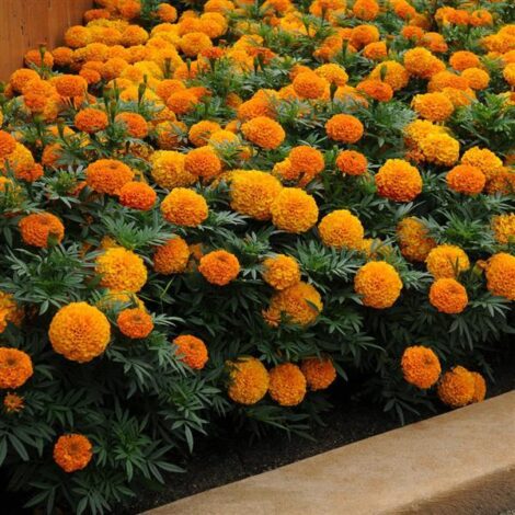 African marigold Spun orange dwarf 1 1024x