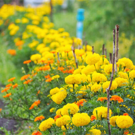 Africanmarigoldmaximixdwarf1 1024x