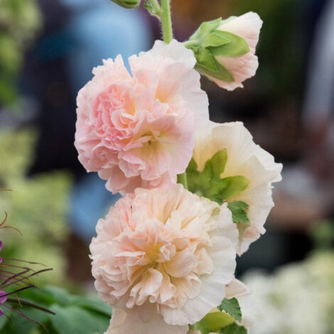 Alcea Rosea Double Mix (Hollyhock) Flower Seeds