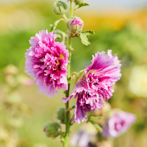 Alcea Rosea Annual Queeny (Hollyhock) Flower Seeds