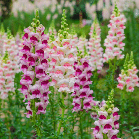 Antirrhinum snapdragon dwarf