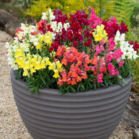 Antirrhinumsnapdragondwarf 1024x