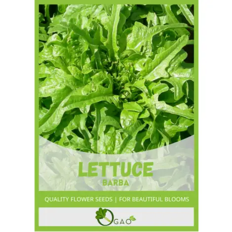 Barba Lettuce Seeds