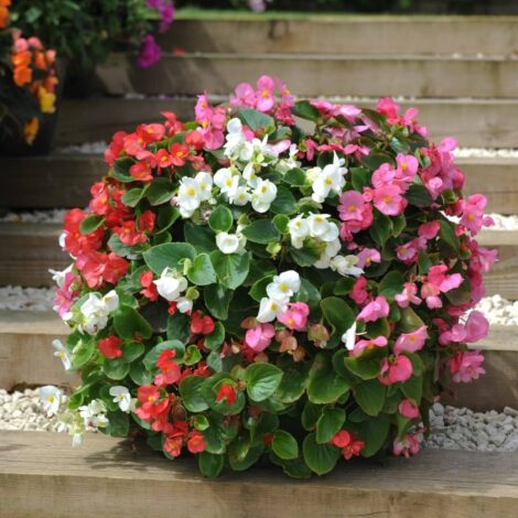 BegoniasemperflorensMix_3_1024x.jpg