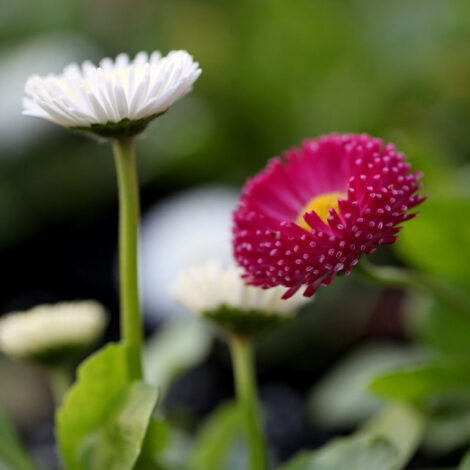 Bellisperennismonstrosa Englishdaisy 1024x