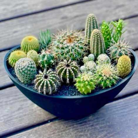 CactusMix_1_1024x.jpg