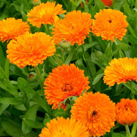 Calenduladoubleorange1 1024x