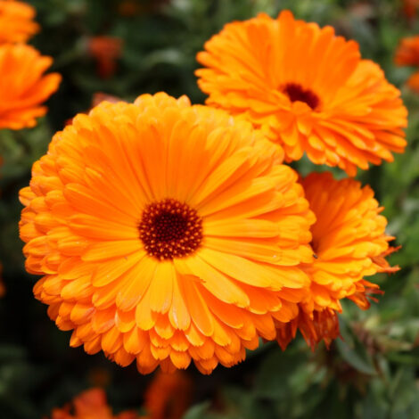 Calenduladoubleorange_1024x.jpg