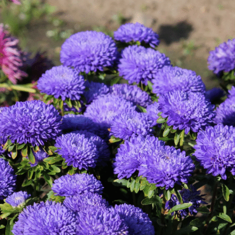 CallistephuspaeonyDuchesse Paeonyaster darkblue1 1024x