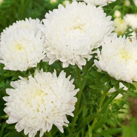 Paeony Aster White Flower Seeds 9 CallistephustallpaeonyDuchesse Paeonyaster white2 1024x