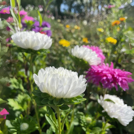 CallistephustallpaeonyDuchesse_Paeonyaster_white_1024x.png CallistephustallpaeonyDuchesse_Paeonyaster_white_1024x.png