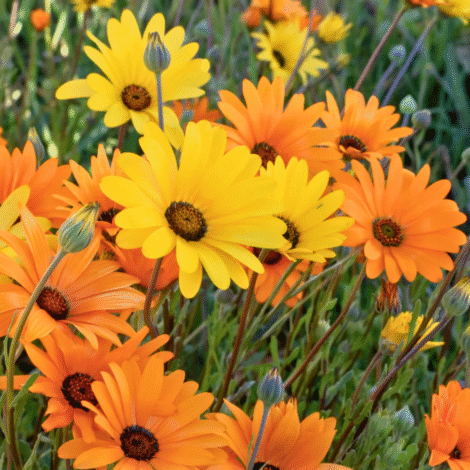 Cape Marigold African Daisy Flower Seeds