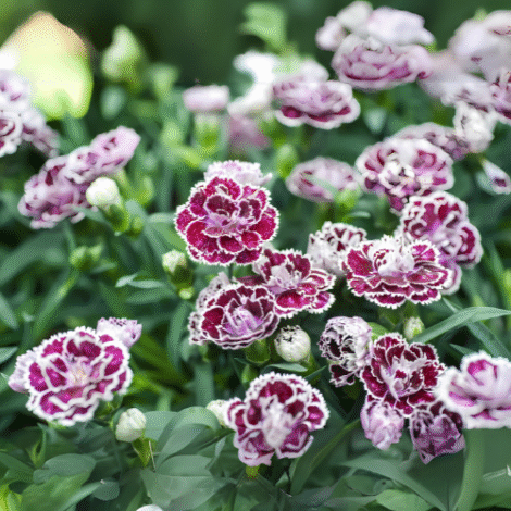 Chabaud Carnation 2 1024x