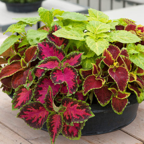 ColeusFormulaDwarfMix 2 1024x