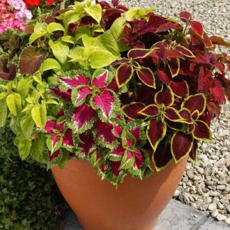 ColeusRainbowMix 1 1024x