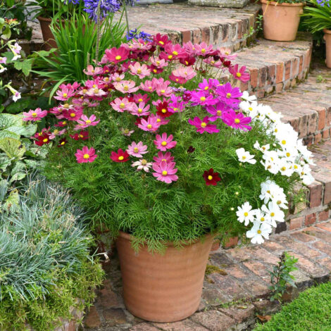 CosmosEarlySummer1gm 1 1024x