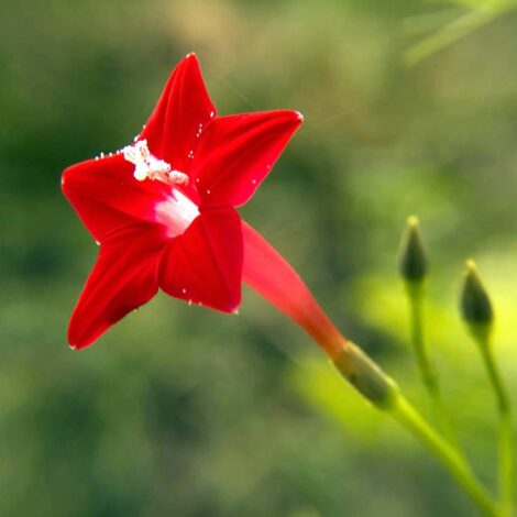 Cypress Vine 1 1024x