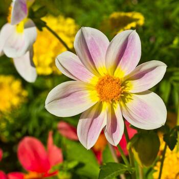 Dahlia Pinnata Fwarf Double Opera Flower Seeds