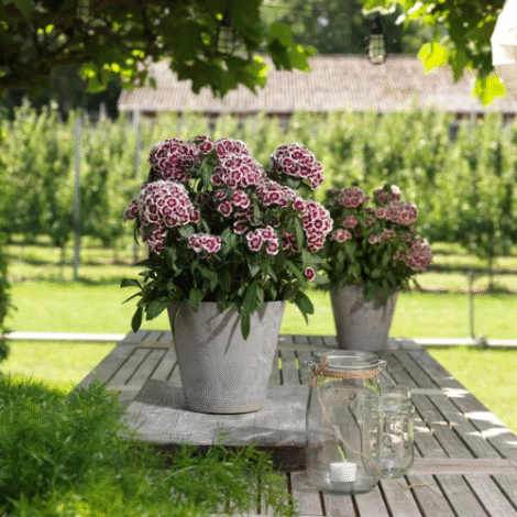 Dianthus barbatus mix 2 1024x