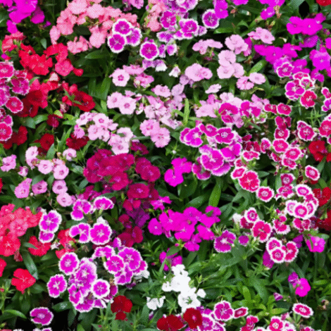 Dianthuschinensisdwarfdoubleflower2 1024x