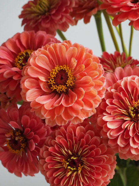 F1 Zinnia brown 2 1024x