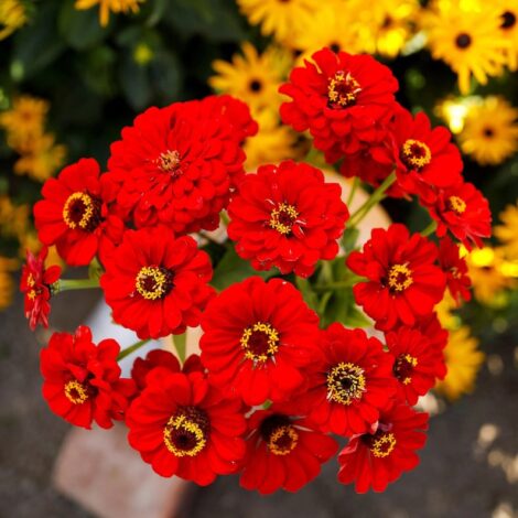 F1zinniared_5_1024x.jpg