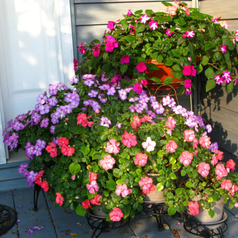 Spring & Summer Flower Seeds 13 Four O Clock Bio Color Mix Seeds