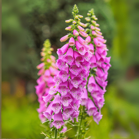 Foxglove Flower Seeds