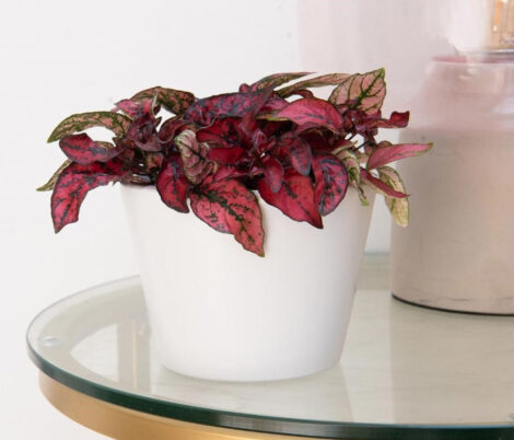 HypoestesPinkPolkaDwarf1gm 1 1024x