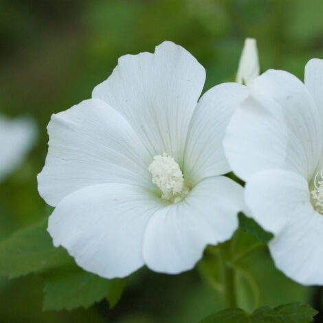 LavateraTrimestrisMontBlanc1gm 1 1024x