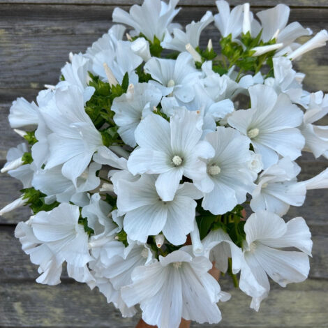 Spring & Summer Flower Seeds 12 Lavatera Trimestris Mont Blanc Seeds