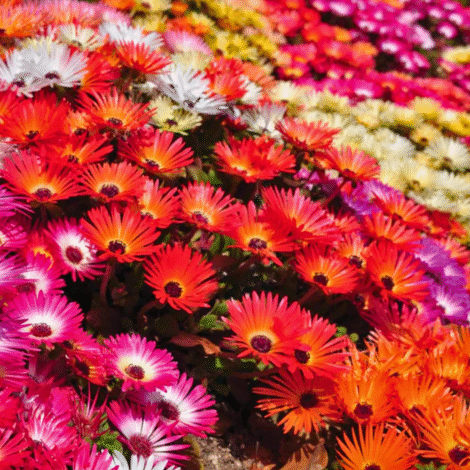 Livingstone Daisy Flower Seeds