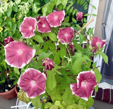 MorningGloryChocolateExtraLarge 1 1024x