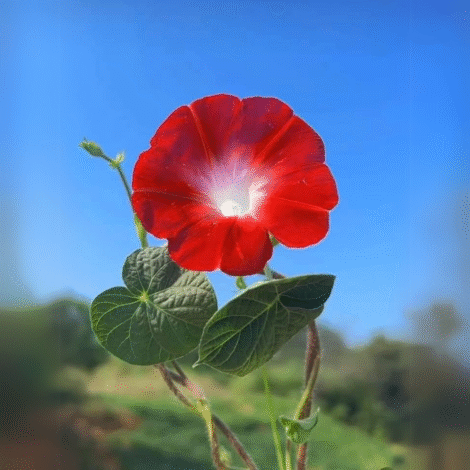 Spring & Summer Flower Seeds 1 Convolvulus Tricolor Minor Red Seeds
