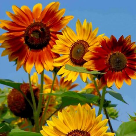 SunflowerDistintoMixtureDwarf_3_1024x.jpg