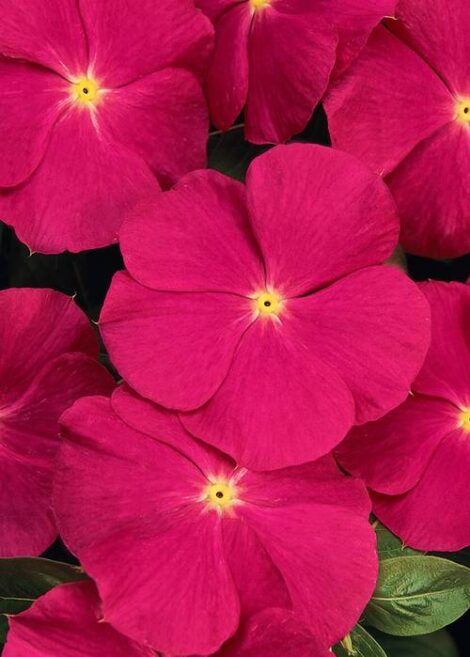 VincaDeepRoseDwarf 1 1024x