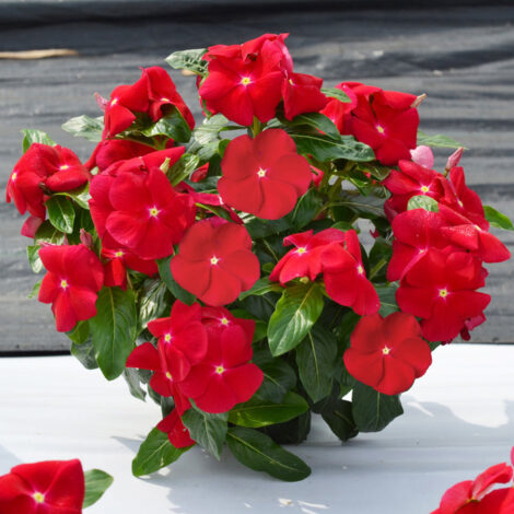 Spring & Summer Flower Seeds 7 Vinca Oceana Red Flower Seeds