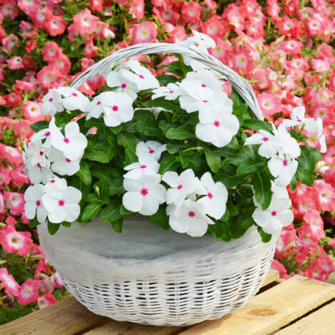 Spring & Summer Flower Seeds 9 Vinca Polka Dot Flower Seeds