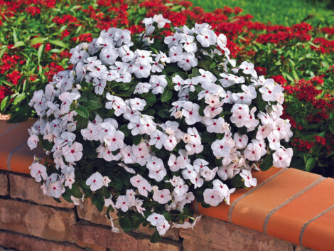 VincaPolkaDotDwarf1gm 2 1024x