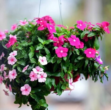 Spring & Summer Flower Seeds 11 Vinca Deep Rose Flower Seeds