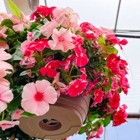 Spring & Summer Flower Seeds 10 Vinca Soft Pink flower seeds