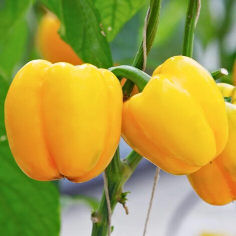 Yellow Bell Pepper