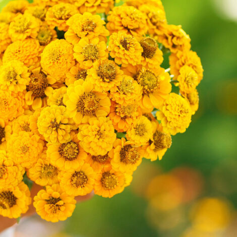 ZinniaLilliputGoldenYellow_1_8a9cab83-a9d1-49bb-93c6-f9546f30dd21_1024x.jpg