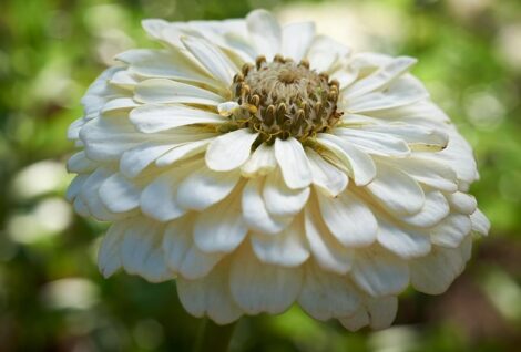 ZinniaLilliputWhite 1 1024x