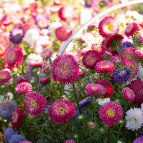 astercaliforniamix1 1024x