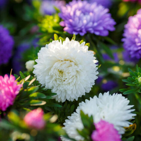 Aster California Mix Flower Seeds