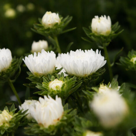 asterpriceswhite2 1024x