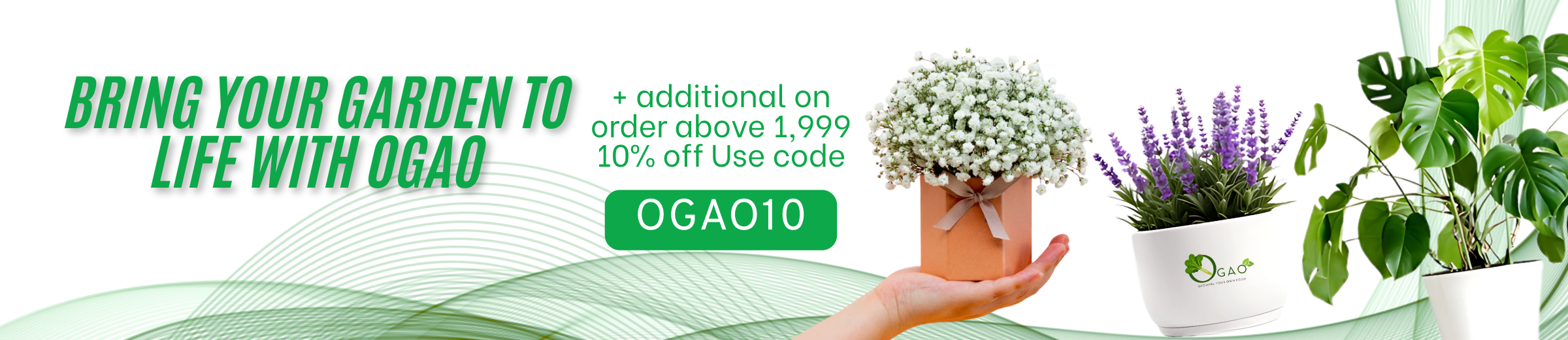 buy flower seeds in pakistan ogao.pk